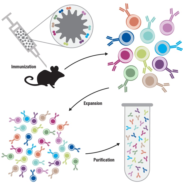 Antibody Essentials Part 4 Polyclonal vs Monoclonal Antibodies